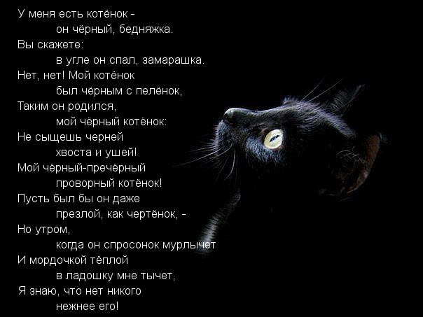 Скачать песню бесплатно котик