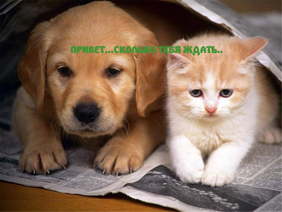 ПРИВЕТ...СКОЛЬКО ТЕБЯ ЖДАТЬ?