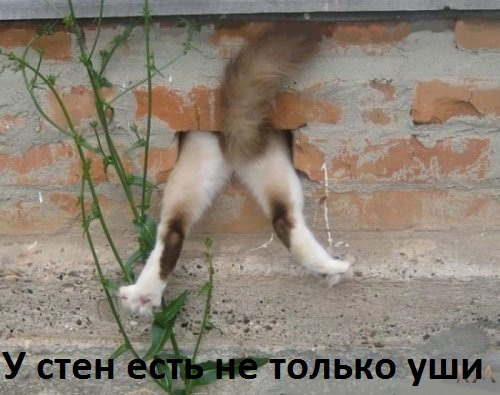 Картинки с надписями У стен не только уши
