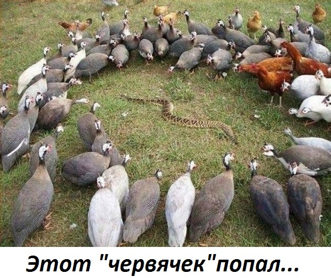  "" ....