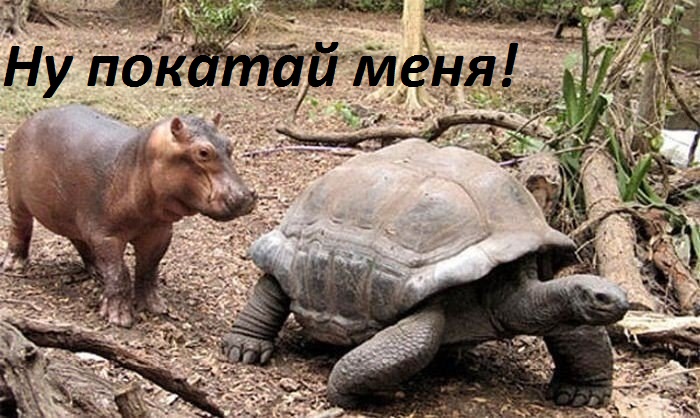 Картинки с надписями Ну покатай меня!