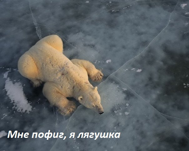 Картинки с надписями я лягушка