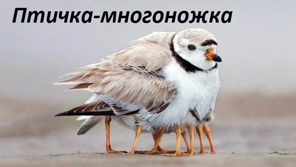 Картинки с надписями Птичка-многоножка