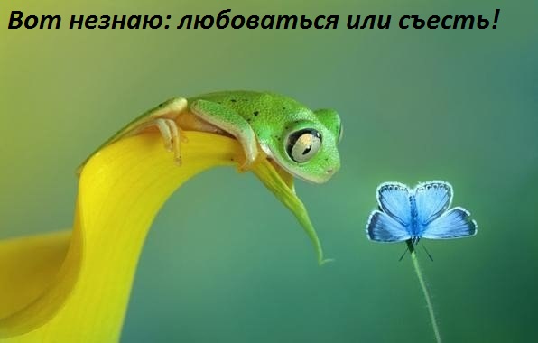 Картинки с надписями любоваться или съесть