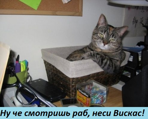 Картинки с надписями раб, неси Вискас!