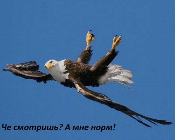 Картинки с надписями А мне норм!