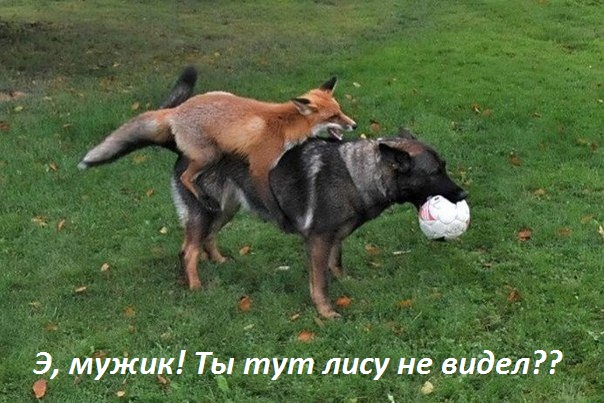 Картинки с надписями лису не видел?