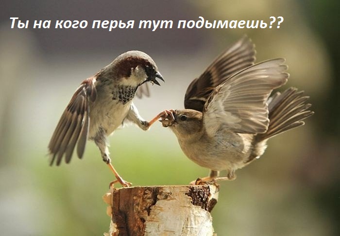 Картинки с надписями на кого перья подымаешь?
