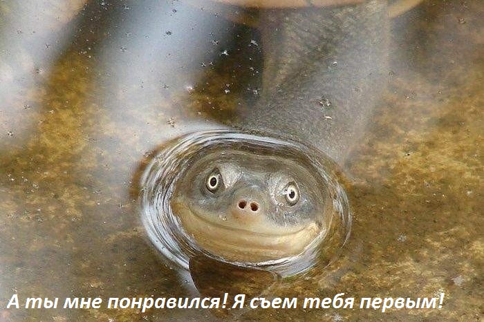 Картинки с надписями Я съем тебя первым!