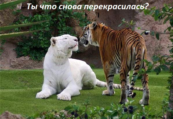 Картинки с надписями снова перекрасилась?