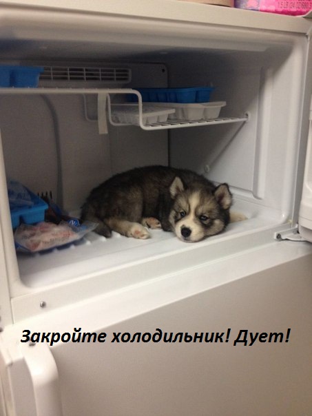 Картинки с надписями Закройте холодильник! Дует!