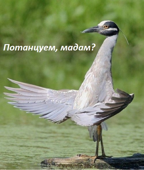 Картинки с надписями Потанцуем, мадам?