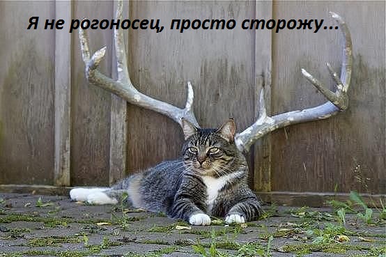 Картинки с надписями не рогоносец, просто охраняю