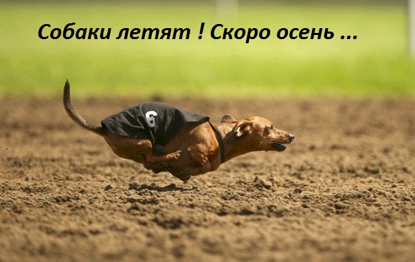 Картинки с надписями Собаки летят! Скоро осень...