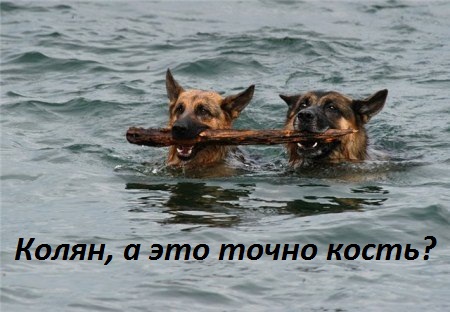 Картинки с надписями Колян, а это точно кость???