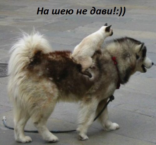 Картинки с надписями На шею не дави!