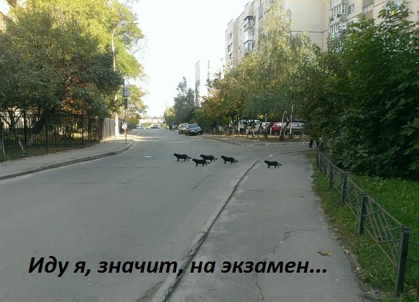 Картинки с надписями Иду я, значит, на экзамен...