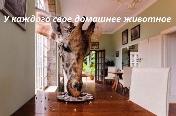 Картинки с надписями У каждого свое домашнее животное