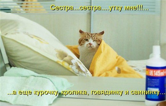 Картинки с надписями Прикольные про кошек