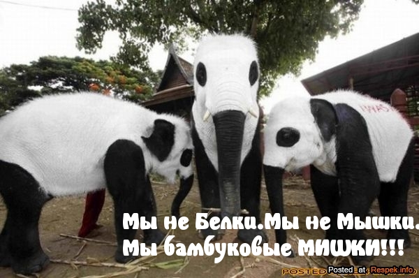 Картинки с надписями бамбуковые МИШКИ