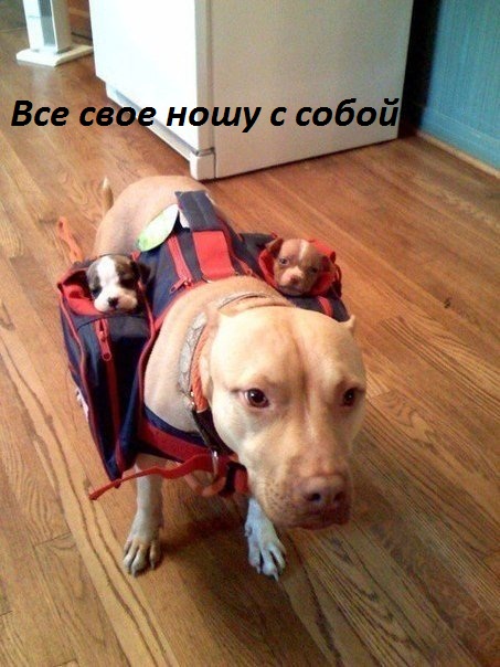 Картинки с надписями Все свое ношу с собой