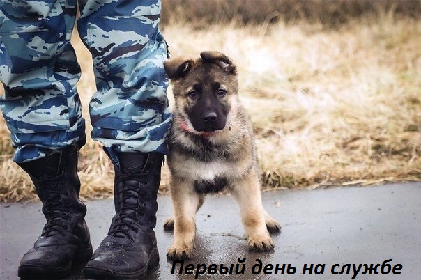 Картинки с надписями Первый день на службе