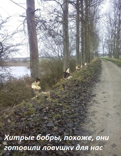 Хитрые бобры.