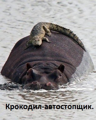 Картинки с надписями Крокодил-автостопщик.