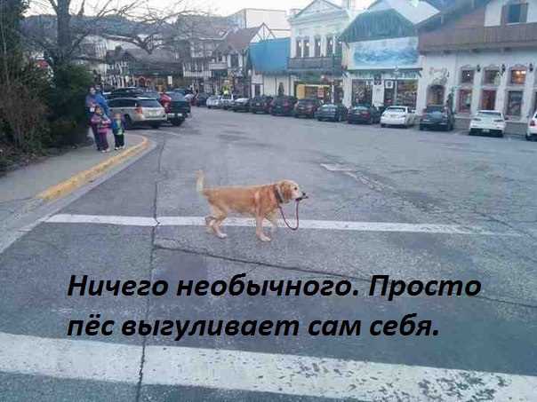 Картинки с надписями  пёс выгуливает сам себя