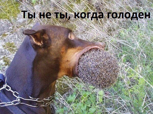 Картинки с надписями Ты не ты, когда голоден