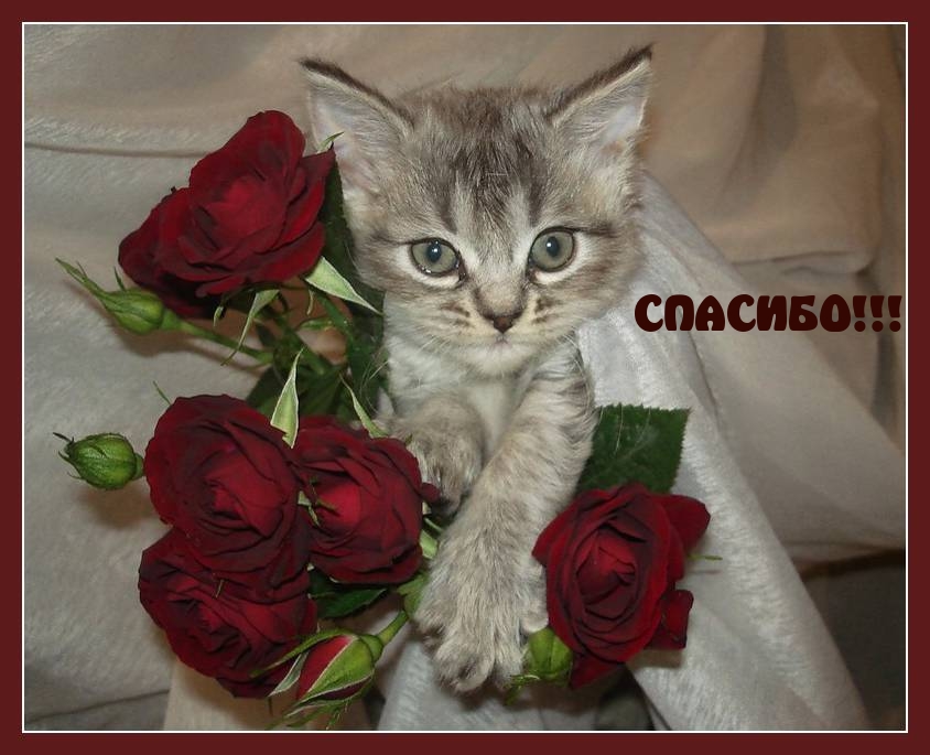 СПАСИБО!!!