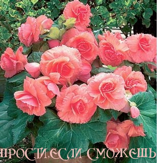ПРОСТИ,ЕСЛИ СМОЖЕШЬ.