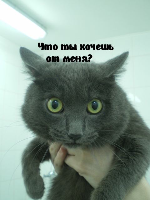 Что ты хочешь от меня?.