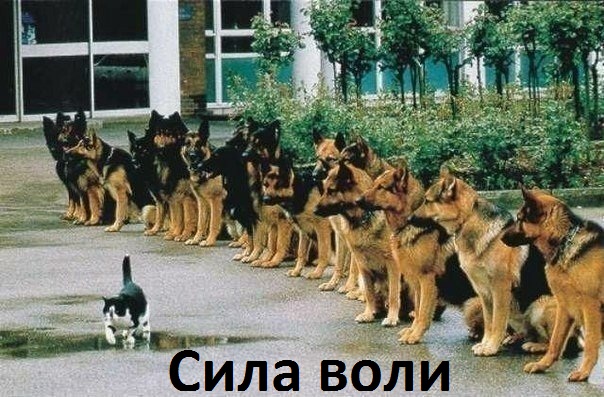Картинка с надписью: Сила воли