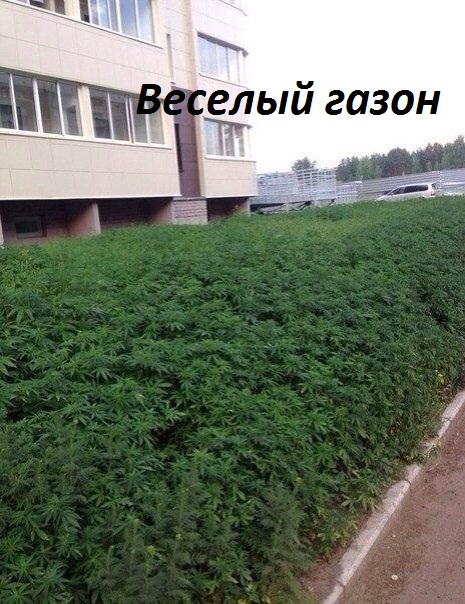 Картинки с надписями Газон счастья и веселья