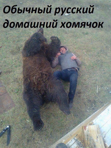 Картинки с надписями русский домашний хомячок