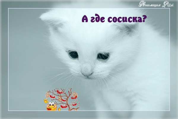 А где сосиска?.