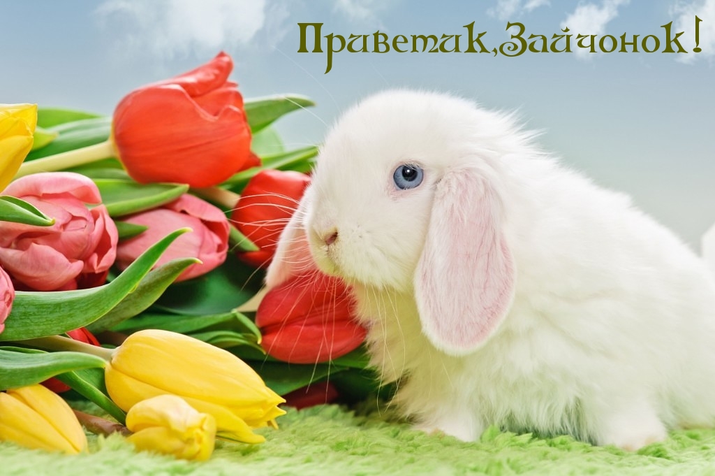 Приветик, Зайчонок!
