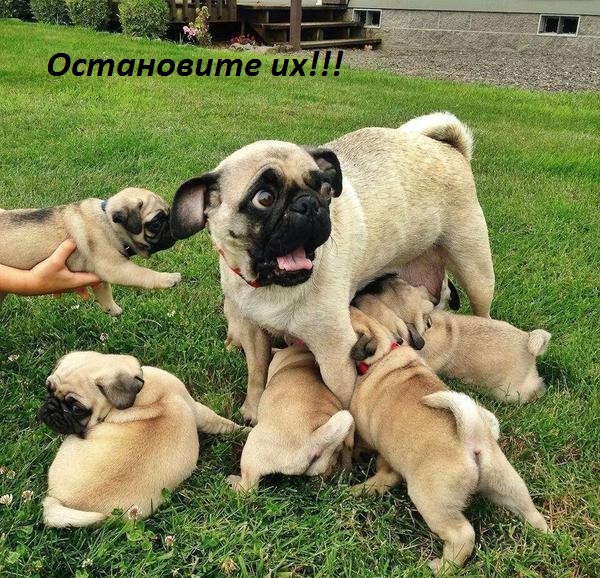 Картинки с надписями Остановите их!!!