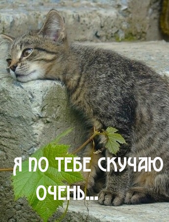 По тебе скучаю.