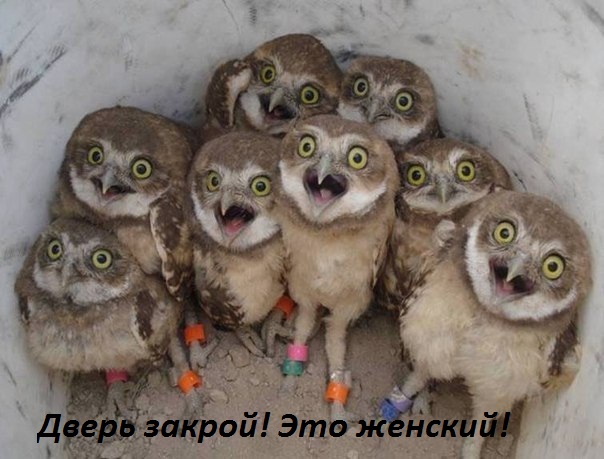 Картинки с надписями Это женский! дверь закрой!!