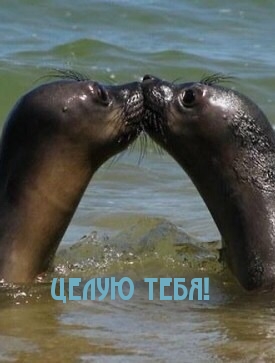 Целую тебя!.