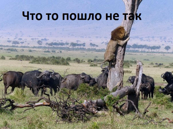    ....