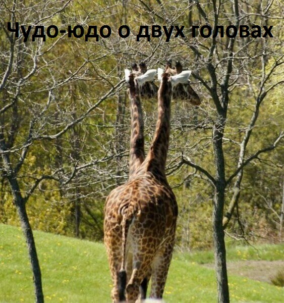 Картинки с надписями Двуглавое чудо юдо