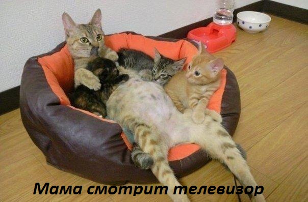 Картинки с надписями Мама смотрит телевизор