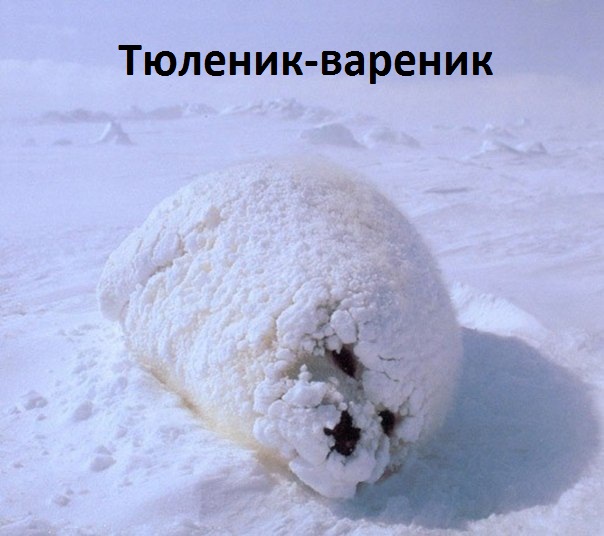 Картинки с надписями Тюленик-вареник