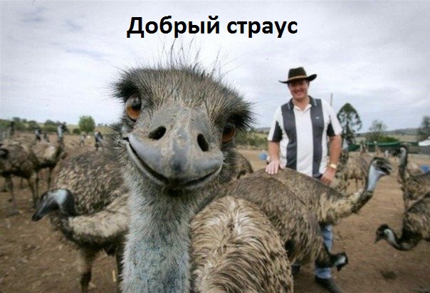 Картинки с надписями Добрый страус
