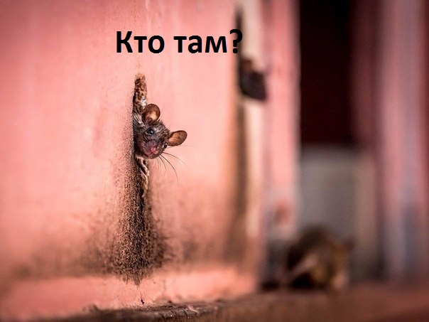 Картинки с надписями Кто там