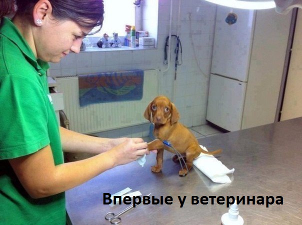 Картинки с надписями Впервые у ветеринара