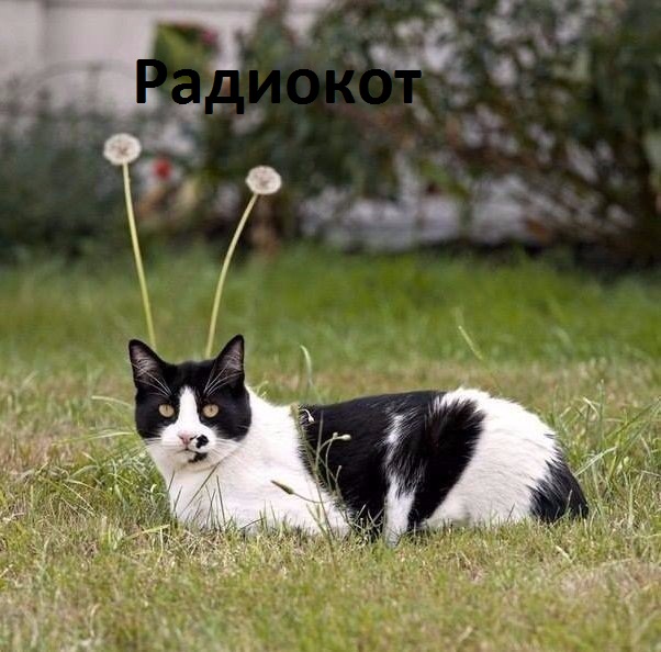 Картинки с надписями Радиокот